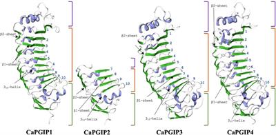 Unraveling the genomic reorganization of polygalacturonase-inhibiting proteins in chickpea